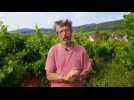 Grands crus d'Alsace : Le Zotzenberg