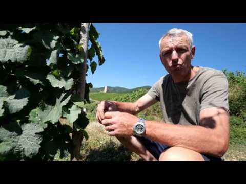 Grands crus d'Alsace : Le Wineck-Schlossberg