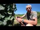 Grands crus d'Alsace : Le Wineck-Schlossberg
