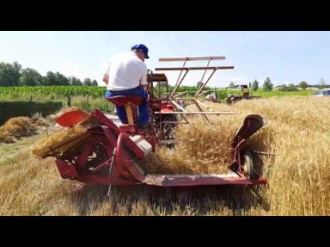 Premières moissons à l'ancienne à Hundsbach