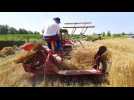 Premières moissons à l'ancienne à Hundsbach