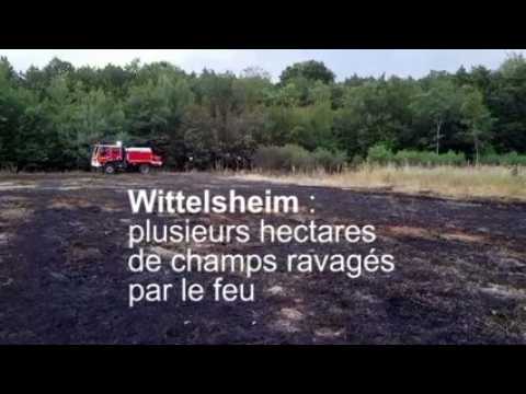 Champs en feu à Wittelsheim : plusieurs hectares ravagés par les flammes