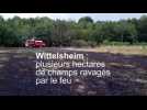 Champs en feu à Wittelsheim : plusieurs hectares ravagés par les flammes
