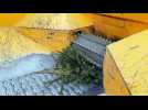 Rixheim: la deuxi&egrave;me vie des sapins de No&euml;l - Label : L'Alsace - Category : News