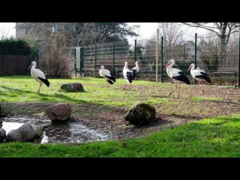 Des cigognes bichonnées