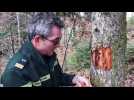 L'impact des scolytes sur la for&ecirc;t alsacienne - Label : L'Alsace - Category : News