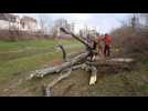 Mulhouse : une vingtaine d’arbres abattus le long des berges de l’Ill