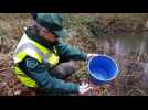 Batraciens  : Migration sous protection - Label : L'Alsace - Category : News