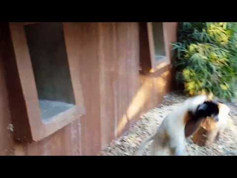 Naissance rare et "super maman" au zoo de Mulhouse