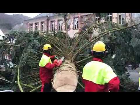 Le sapin de Noël de Thann est tombé