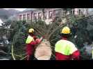 Le sapin de Noël de Thann est tombé