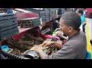 La fabrication des cigares en R&eacute;publique dominicaine - Label : L'Est Républicain - Category : News