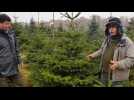 Les sapins de Noël « made in Sundgau » d’Adrien Hell