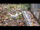 Attenschwiller : les aviculteurs f&ecirc;tent leurs 60 ans - Label : L'Alsace - Category : Animaux