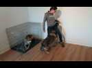 Carole Decorsaire, éducatrice et comportementaliste canine et féline à Aspach-le-Bas