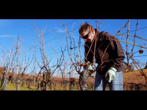 Taille d'hiver dans les vignes à Westhalten