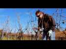 Taille d'hiver dans les vignes &agrave; Westhalten - Label : L'Alsace - Category : News