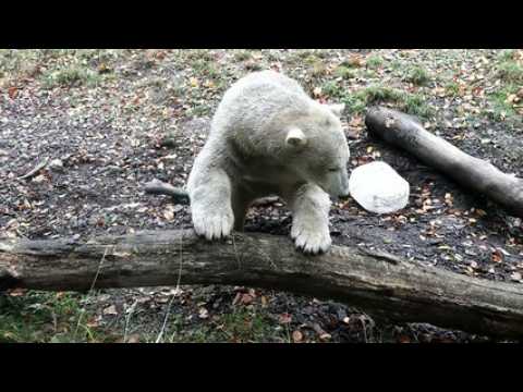 Nanuq: deux ans déjà !