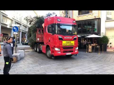 Mulhouse: l'arrivée du grand sapin en centre ville