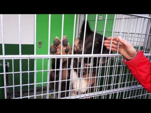 Surchargée, la SPA de Strasbourg lance un cri d'alerte