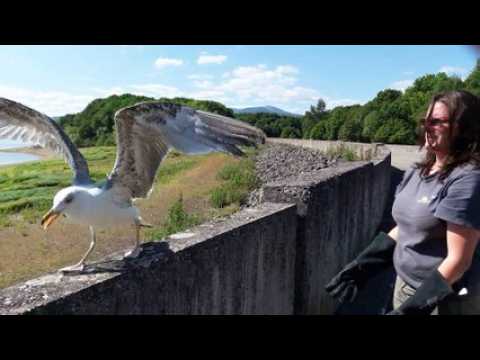 Plan d’eau de Michelbach, un goéland leucophée recouvre la liberté