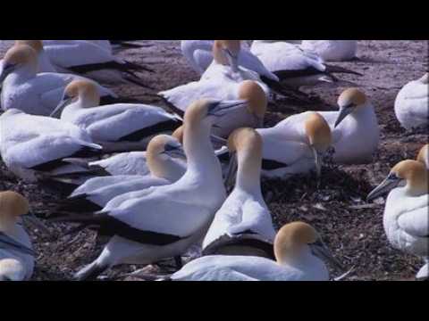 Wildlife.wmv
