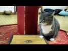 SPA Mulhouse : des puces &agrave; la pointe de la technologie - Label : Les Dernières Nouvelles d'Alsace - Category : Animaux