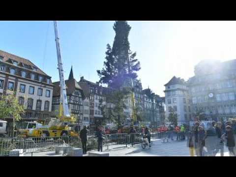 Time lapse : installation du grand sapin à Strasbourg
