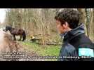 S&eacute;curisation des for&ecirc;ts de Strasbourg contre la chalarose du fr&ecirc;ne - Label : Les Dernières Nouvelles d'Alsace - Category : News