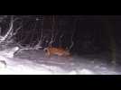 Sur la piste du lynx dans les Hautes Vosges - Label : Les Dernières Nouvelles d'Alsace - Category : Animaux