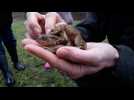 La migration des crapauds - Label : Les Dernières Nouvelles d'Alsace - Category : News