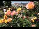 La roseraie de Saverne en pleine floraison - Label : Les Dernières Nouvelles d'Alsace - Category : News