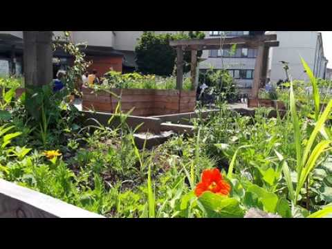 Faire de son trottoir un coin de nature : 40 propositions soutenues à Strasbourg