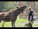 Une Expédition sauvage au parc animalier de Sainte-Croix