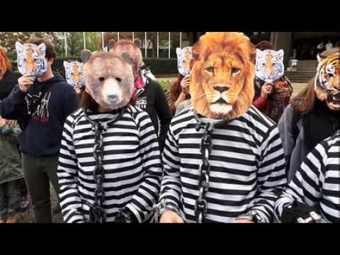 Animalsace veut des cirques sans animaux