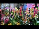 Envo&ucirc;tantes orchid&eacute;es au pavillon Jos&eacute;phine - Label : Les Dernières Nouvelles d'Alsace - Category : News