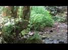 Cascade de la Crache &agrave; Raon-sur-Plaine (Vosges) - Label : Les Dernières Nouvelles d'Alsace - Category : News