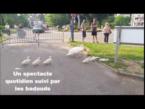 La vie rêvée des cigneaux du port de Saverne