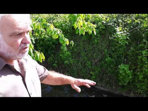 "Un WC à ciel ouvert", pollution du Musaubach