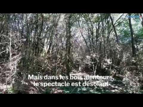 La pyrale du buis fait des ravages au lac de Vouglans