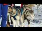 La famille Labourier, passionnée de chiens de traîneaux