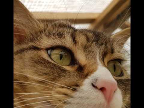 Pension pour chats à Leimbach