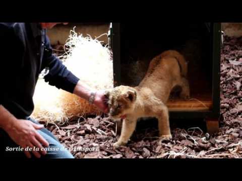 Le lionceau découvert dans une lamborghini sur l'Avenue des Champs-Élysées est arrivé à St Martin la Plaine !