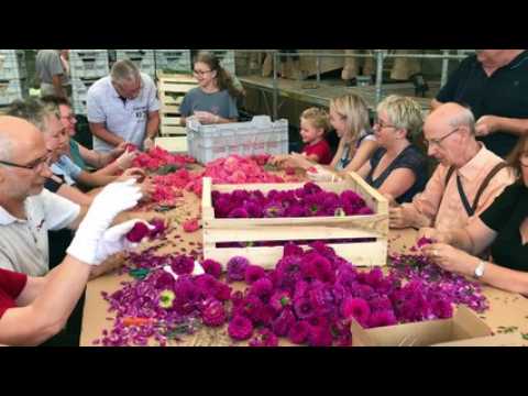 Sélestat-  Une dernière journée de préparatifs décisive au Corso fleuri