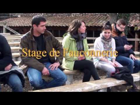 Initiation à la fauconnerie à la Volerie du Forez