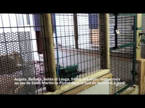 Quatre lions recueillis par Tonga terre d'accueil