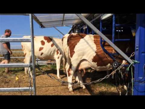 Le retour des vaches dans les Hautes Chaumes