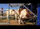 Le retour des vaches dans les Hautes Chaumes
