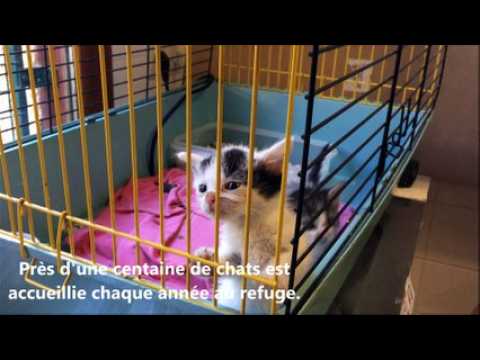 L'association de défense des animaux de Saint-Chamond ouvre ses portes ce week-end