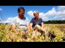 Les pois chiches cultiv&eacute;s en bio aux portes de Metz - Label : Le Républicain Lorrain - Category : News